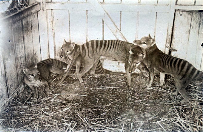 tas-tiger_thylacines