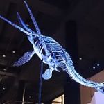 plesiosaurus