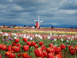 May tulips